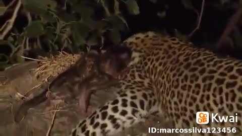 Leopard adopts baby monkey as if it were his cub
