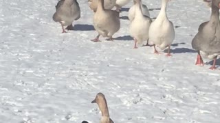 Happy geese going for a morning flight