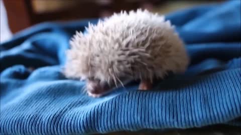 Cutest Baby Hedgehog Ever!