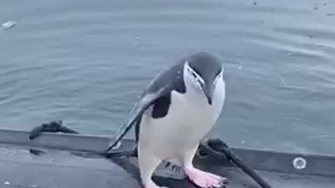 Penguin Leaps into Passing Boat