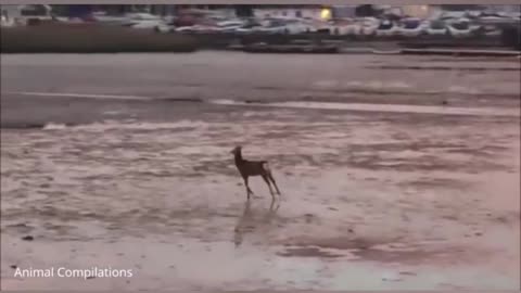 Baby deer jumping and hopping, cute baby deer