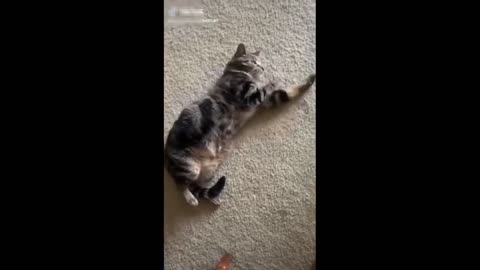 Funny kitten video