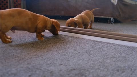 Funny Dog Fights With His Reflection