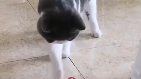 Cats also love to play with a spinner