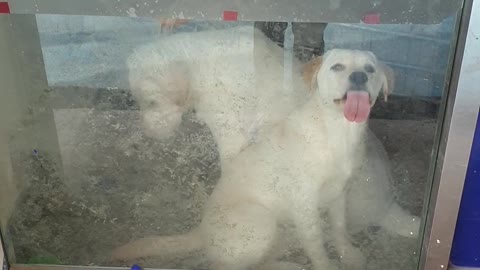 A baby puppy licking the door.