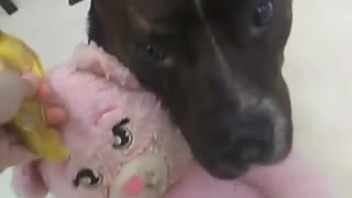 Dog hugs pink stuffed toy