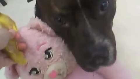Dog hugs pink stuffed toy