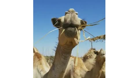 Man films camel eating grass attack