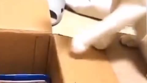 Funny mother cat pushed it baby into the box🤣. Check description and buy product from the link ⬇️.