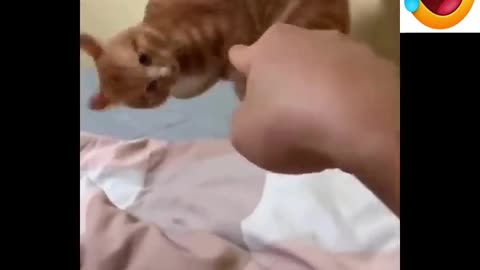 Cat showing love to owner
