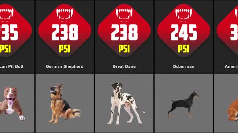 Dogs Bite Force Comparison _ TOP 30 DOGS WITH STRONGEST BITE FORCE(720P_HD).mp4