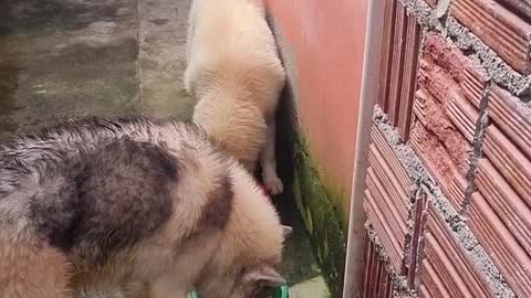 Meu lobos comendo