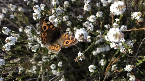 Butterflies with ‘eyes’ on the wings!