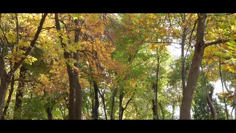Autumn Videos with Music - Nature Videos