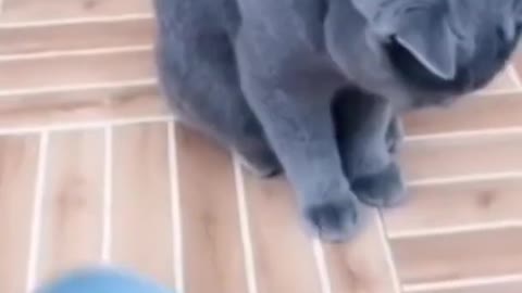 Funny yet smart cat