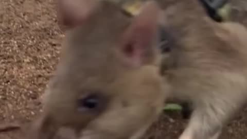 You Might Not Like Rats But This Rat Could Save Your Life!