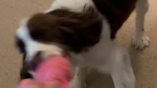 Berserker Springer Spaniel With Squeaky Valentines Toy #springerspaniel #shortsviral #puppy #dog
