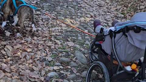 Bull Terrier Pulls Baby Stroller