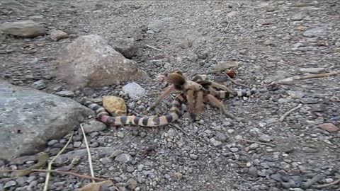 Tarantula captures snake on Siphon Draw Trail Arizona