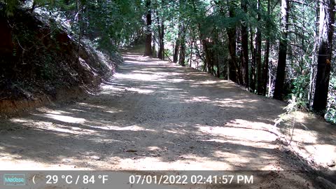 Doe and two little ones.