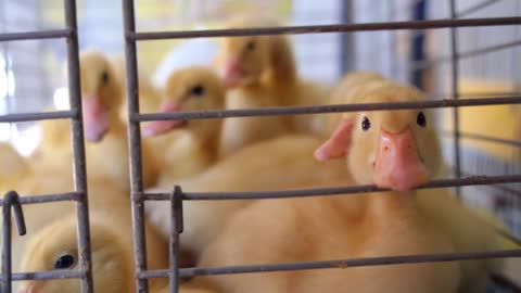 Ducklings Ducks in an Iron Cage. Closeup