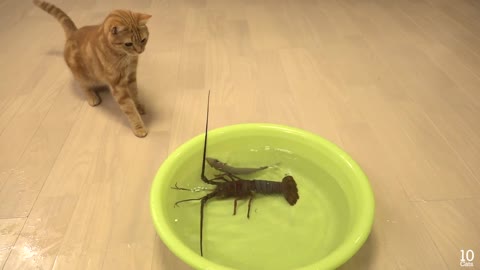 Japanese Spini Lobster vs Cat