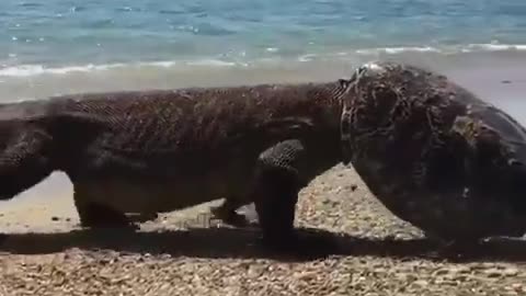 Komodo lizard comes out of the water with a turtle on his head