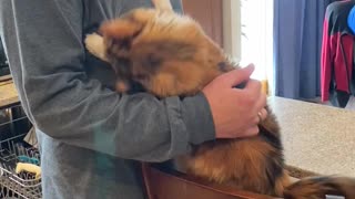 Cuddly Kitty Loves Her Human