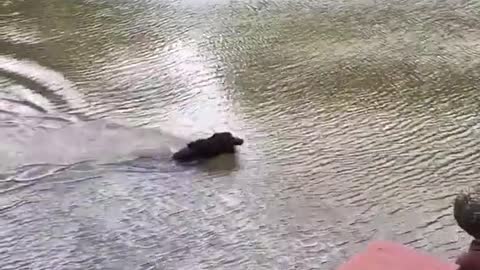 Dog's panic when owner Swings out and falls into lake 🐕🥺