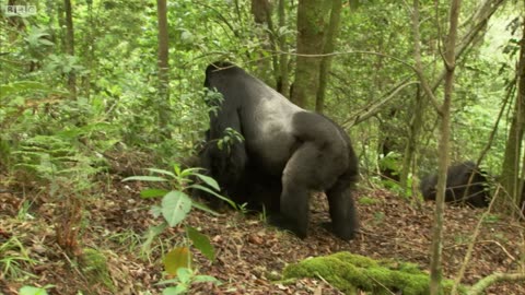 Gorilla Mating / Mountain Gorilla / BBC Earth