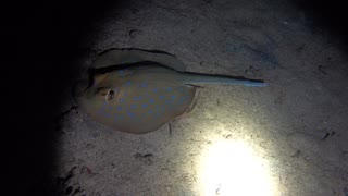 Night diving in the Red Sea, animals underwater