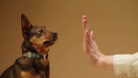 Dog video, latest dog video,dog 🐕 🐕 🐕 🐶 near to die