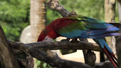 Macaw parrot feeding on a branch o