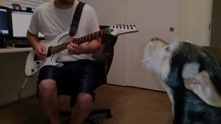 Perro canta blues con su dueño que toca la guitarra