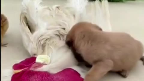 Cute Animals - Funny Animal Videos - Cute Animal Videos - So Cute Dog