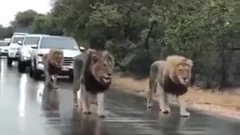 Wild lions roaming in the middle of the road