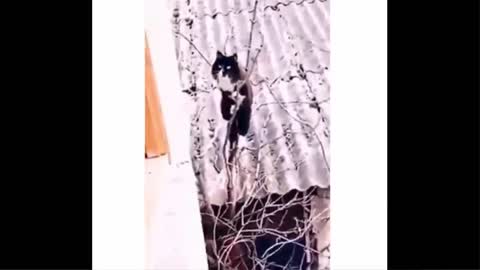 Funniest cats video