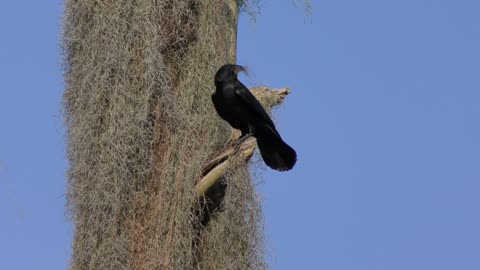 American Crow collecting some moss for nesting