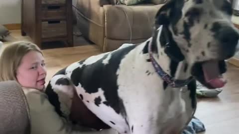 THE GREAT DANE Dog Video 65 - Great Dane Compilation - Tallest Dog in The World