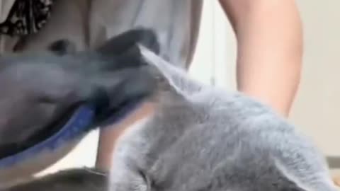 DELOMO Upgrade Pet Grooming Gloves Cat Brushes for Gentle Shedding -