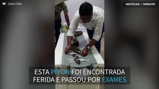 Já viu uma cobra fazendo tomografia?