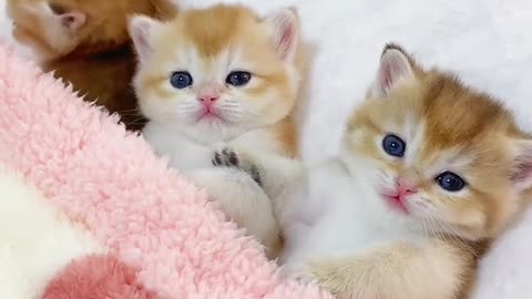 The milky sound is so cute, #cutecatshareswithcutepeople #cutelittlecat#cute and cute