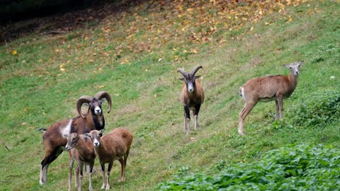 beauriful sheeps