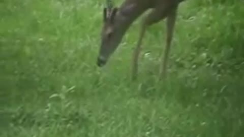 deer eating a bird