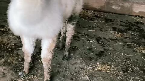 Eric the Alpaca Creates Chaos for Farm Animals
