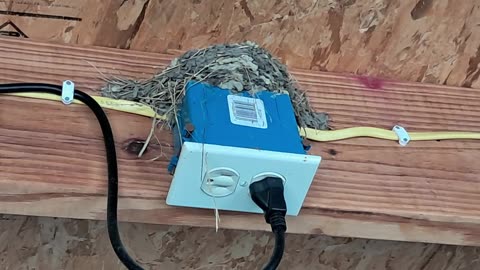 barn swallow eggs