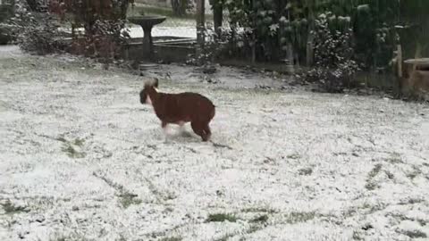 Thor is over the moon happy that it snowed! Nothing better than some snow zoomies!