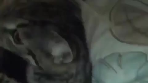 Cat Playing With Her Owner's Hair