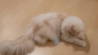 Funny Cat dancing Symba