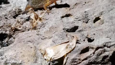 Newt on the rocks of our wildlife pond